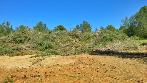 Scenic view of landscape against clear blue sky