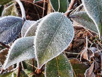 Close-up of frozen plant on field