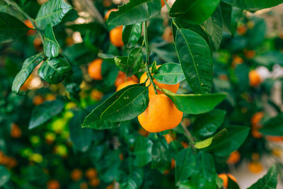 Close-up of orange growing on tree