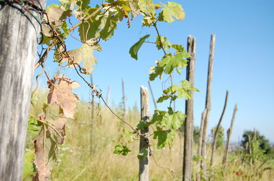 Low angle view of flower trees against clear sky