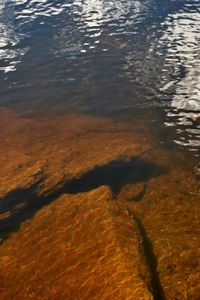 Reflection of trees in water