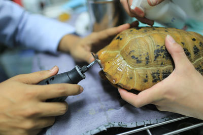 Midsection of veterinarians holding tortoise shell