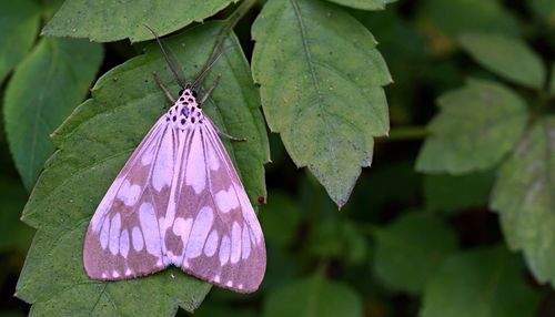 Close-up of butterfly on leaf