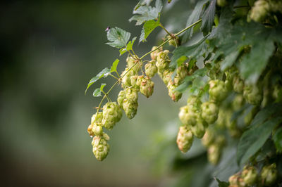 Close-up of berries growing on plant