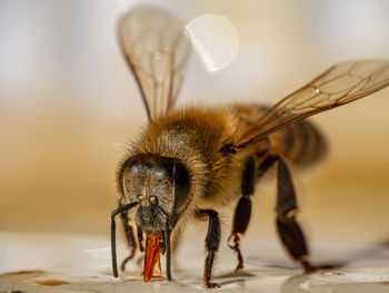 Macro shot of honey bee eating sweet liquid
