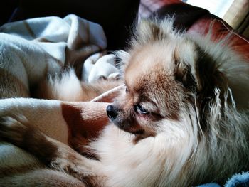 Close-up of dog resting on sofa