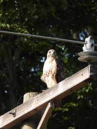 Low angle view of eagle perching on railing