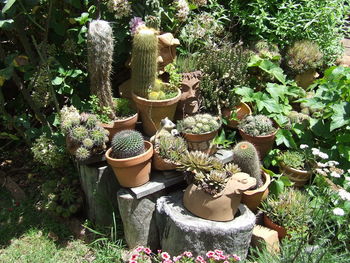 Potted plants in yard