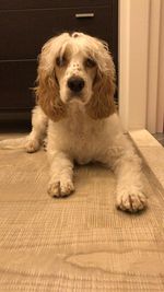 Portrait of dog sitting on floor at home