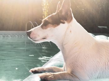 Close-up of dog looking at swimming pool