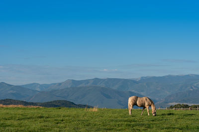 Horses in a field