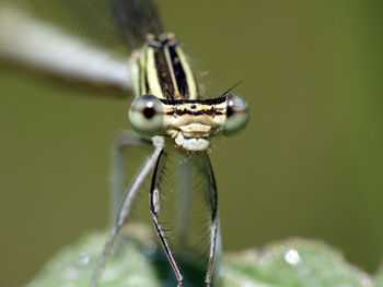 Close-up of damselfly on leaf