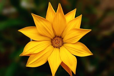 Close-up of yellow flower