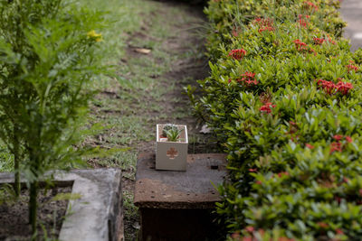 High angle view of flowering plants in yard