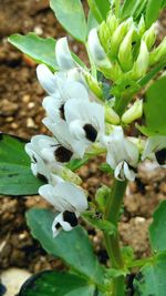 Close-up of white flowers blooming outdoors