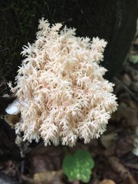 Close-up of white flowers