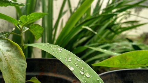 Close-up of wet plant leaves during rainy season