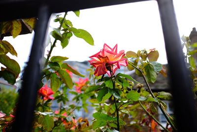 Close-up of flowers blooming outdoors