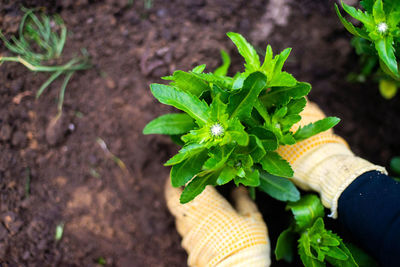 Cropped hand of woman holding plant