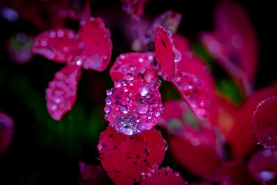 Close-up of water drops on red flower