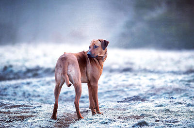 Dog standing on beach