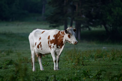 Cow on a field in the mountains forest