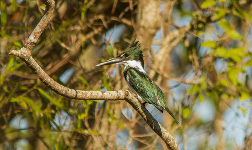 Bird perching on a tree