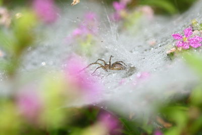 Close-up of spider on leaf