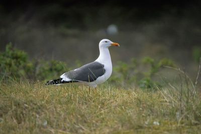 Side view of a bird on grass