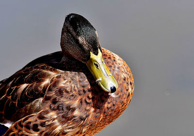 Close-up of duck