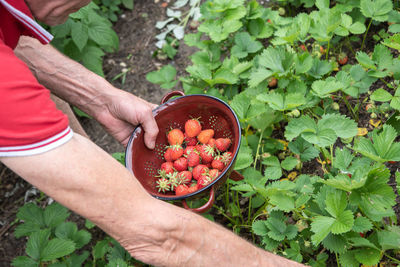 A man picks strawberries in his palm, a large harvest of berries, summer fruit picking, male hands