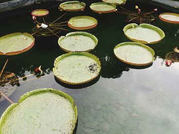 High angle view of fruits floating on water