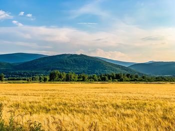 Scenic view of field against sky