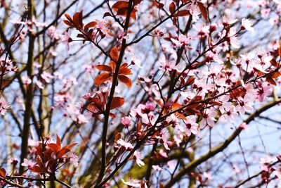 Low angle view of cherry blossom tree