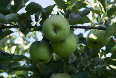 Close-up of apples on tree