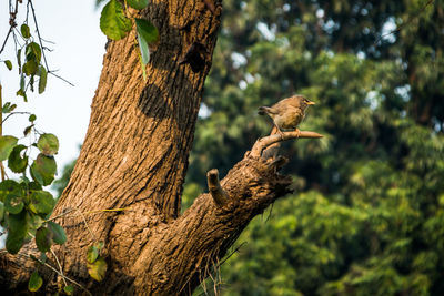 Low angle view of bird perching on tree