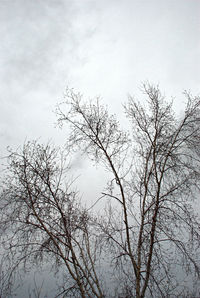 Low angle view of bare trees against sky