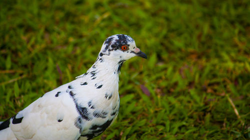 Close-up of a bird looking away