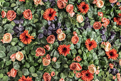 Background of spring artificial red chrysanthemums and peony roses in the garden. spring. 