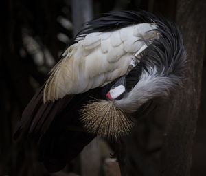 Close-up of a bird flying