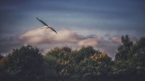 Low angle view of bird flying against sky