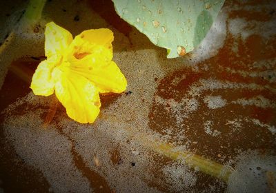 Close-up of yellow flowers