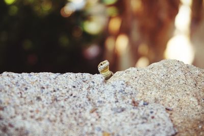 Close-up of lizard on rock