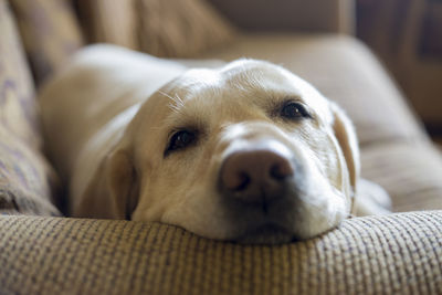 Close-up portrait of dog relaxing on bed at home