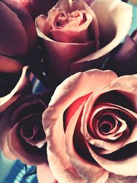 Close-up of pink rose