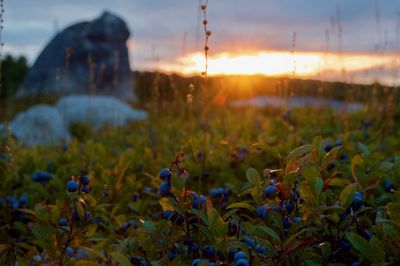 Close-up of purple flowering plants on field during sunset