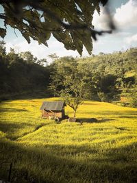 Scenic view of agricultural field against sky
