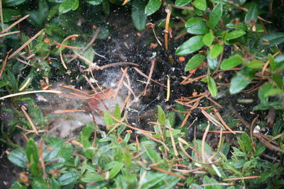 Close-up of lizard on plants
