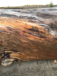 High angle view of driftwood on beach