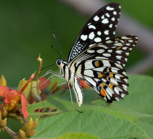 Butterfly on flower